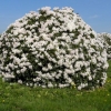Rhododendron cunninghams white: zimska otpornost, sadnja i njega, fotografija